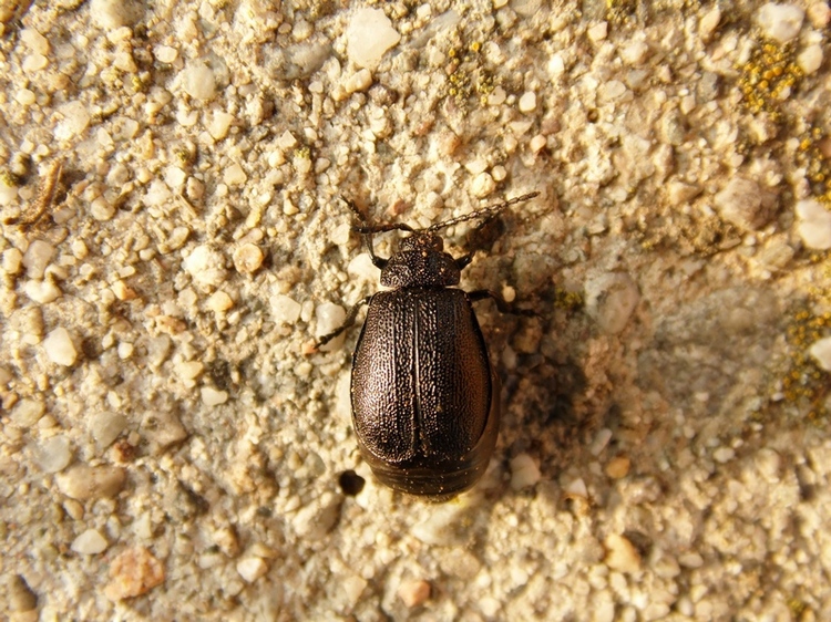 Galeruca sp.